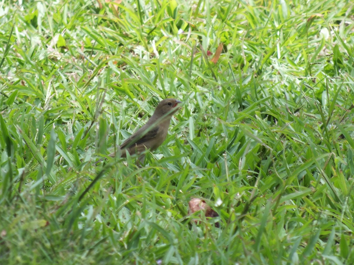 Серобокий просяночник - ML645097250