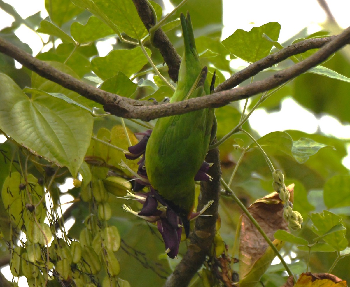 Золотолобая листовка - ML645097251