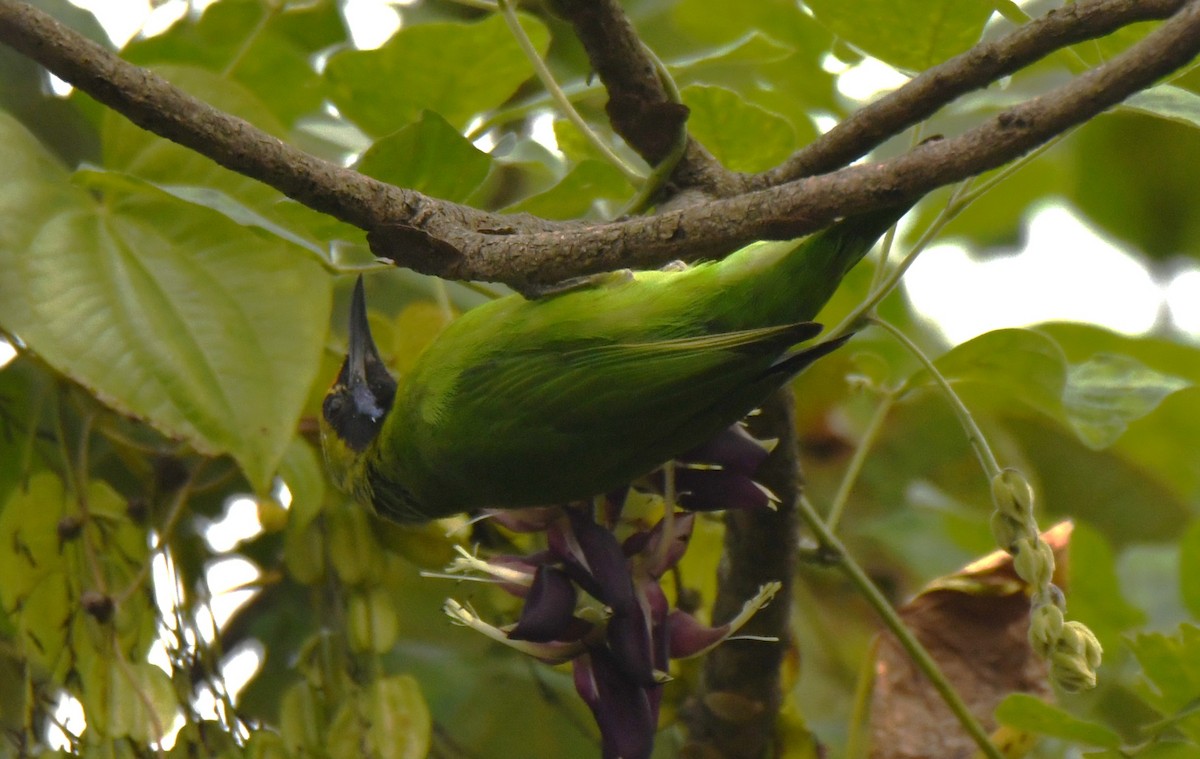 Золотолобая листовка - ML645097252