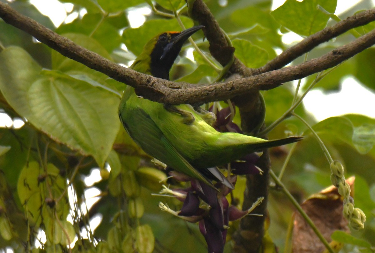 Золотолобая листовка - ML645097253