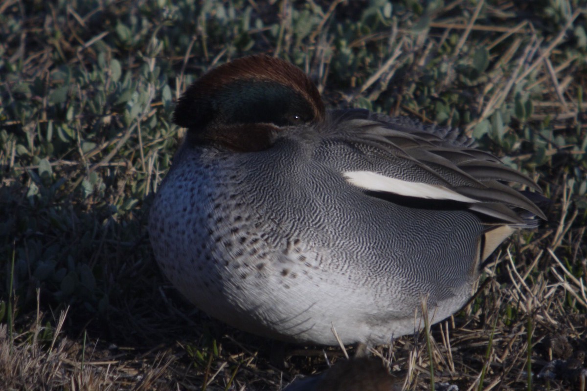 Чирок-свистунок (Евразийский) - ML645097254