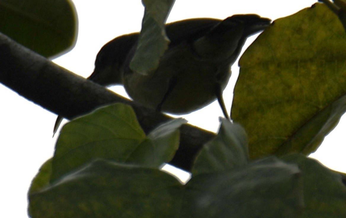 Длинноклювая нектарница - ML645097256