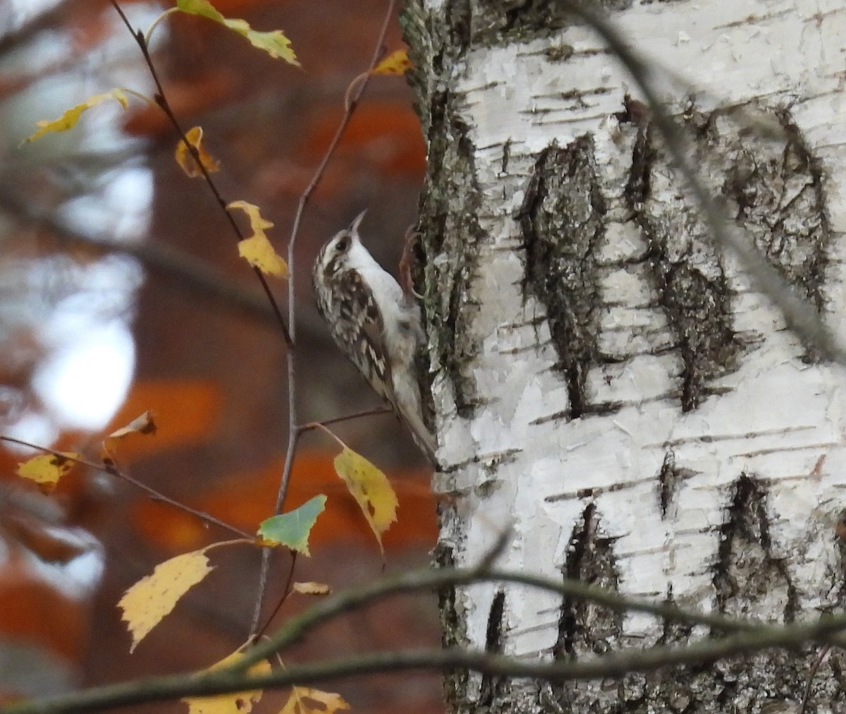 Обыкновенная пищуха - ML645097257