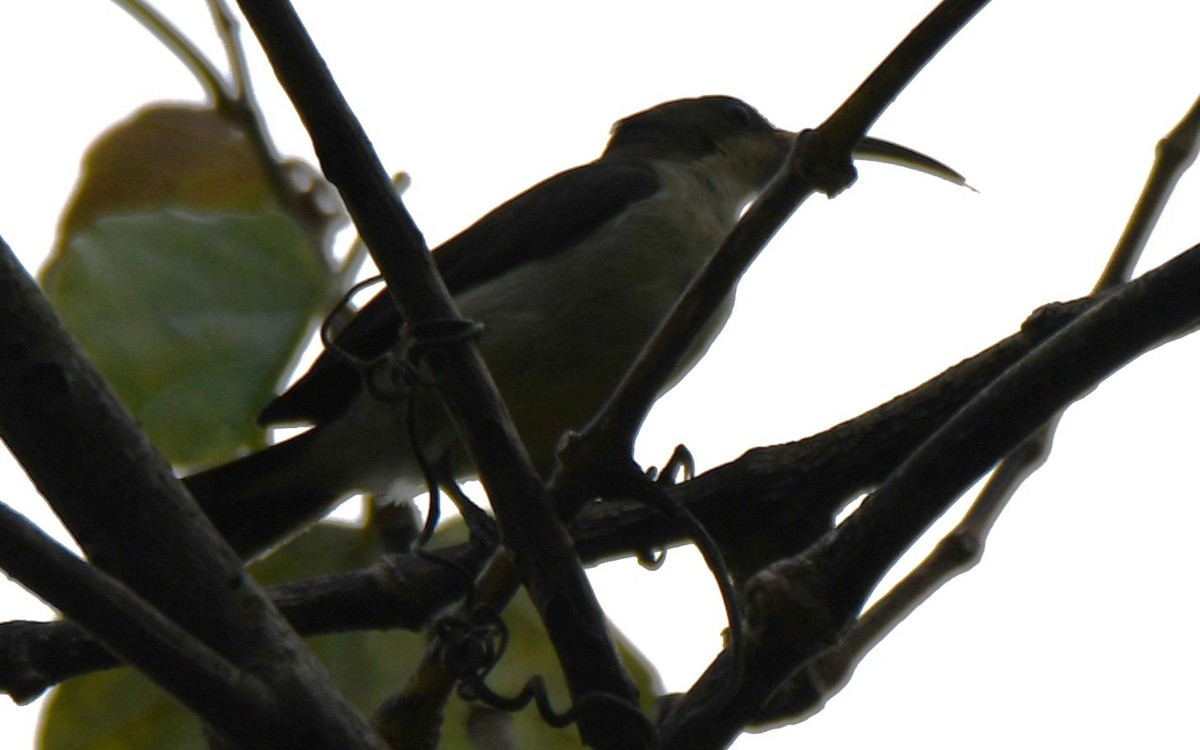 Длинноклювая нектарница - ML645097258