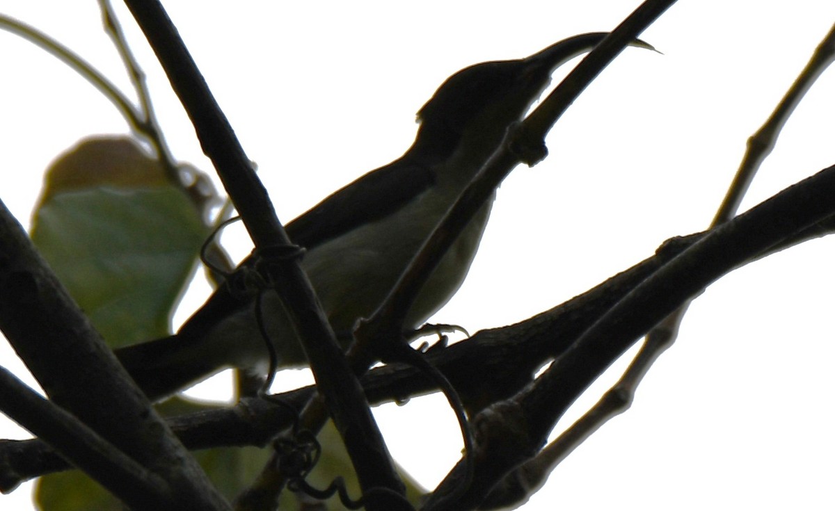 Длинноклювая нектарница - ML645097259