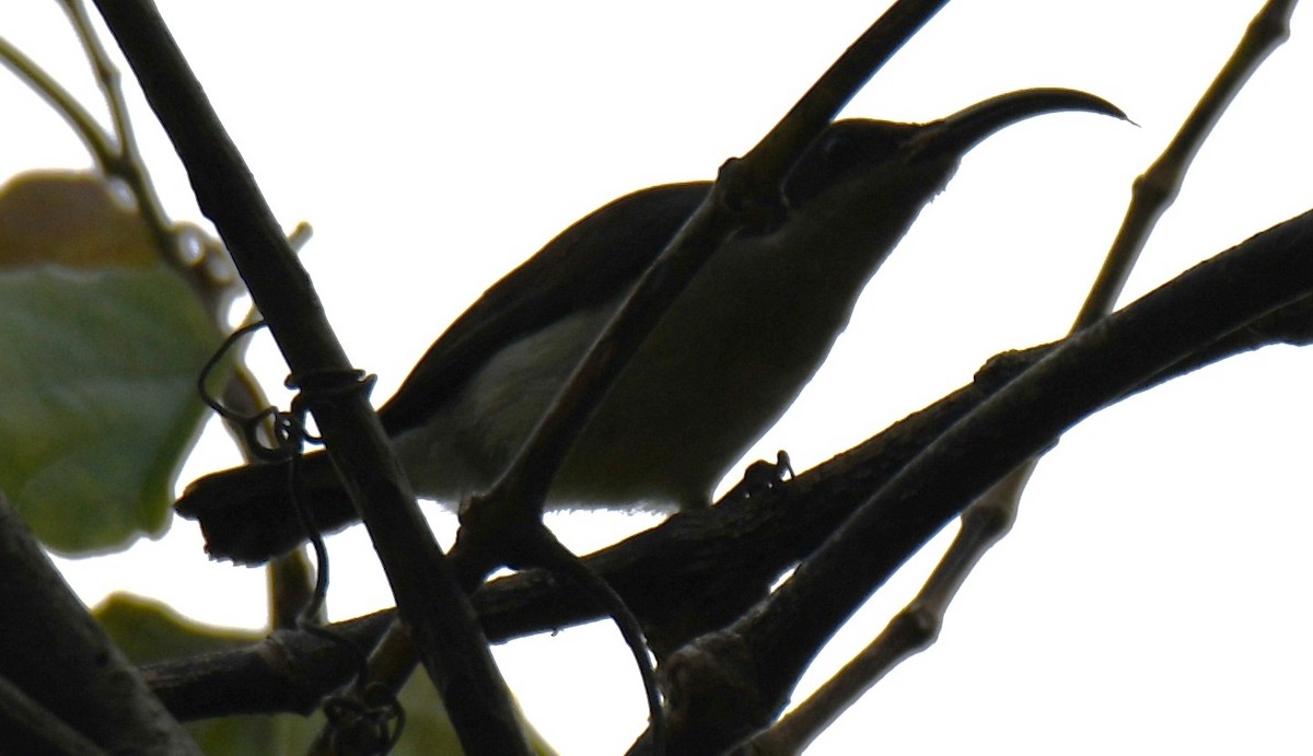 Длинноклювая нектарница - ML645097263