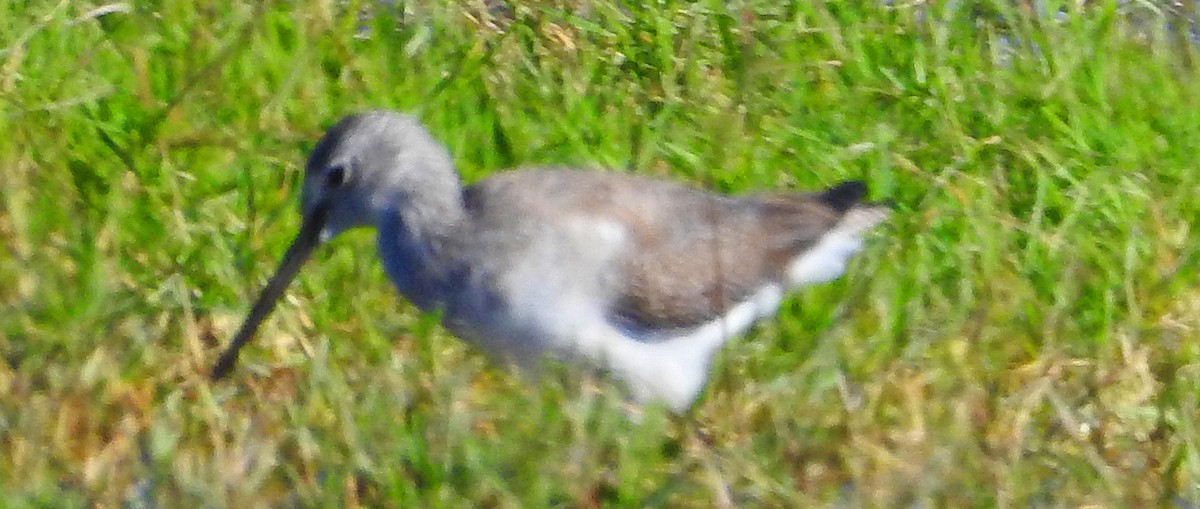 Желтоногий улит - ML645097264