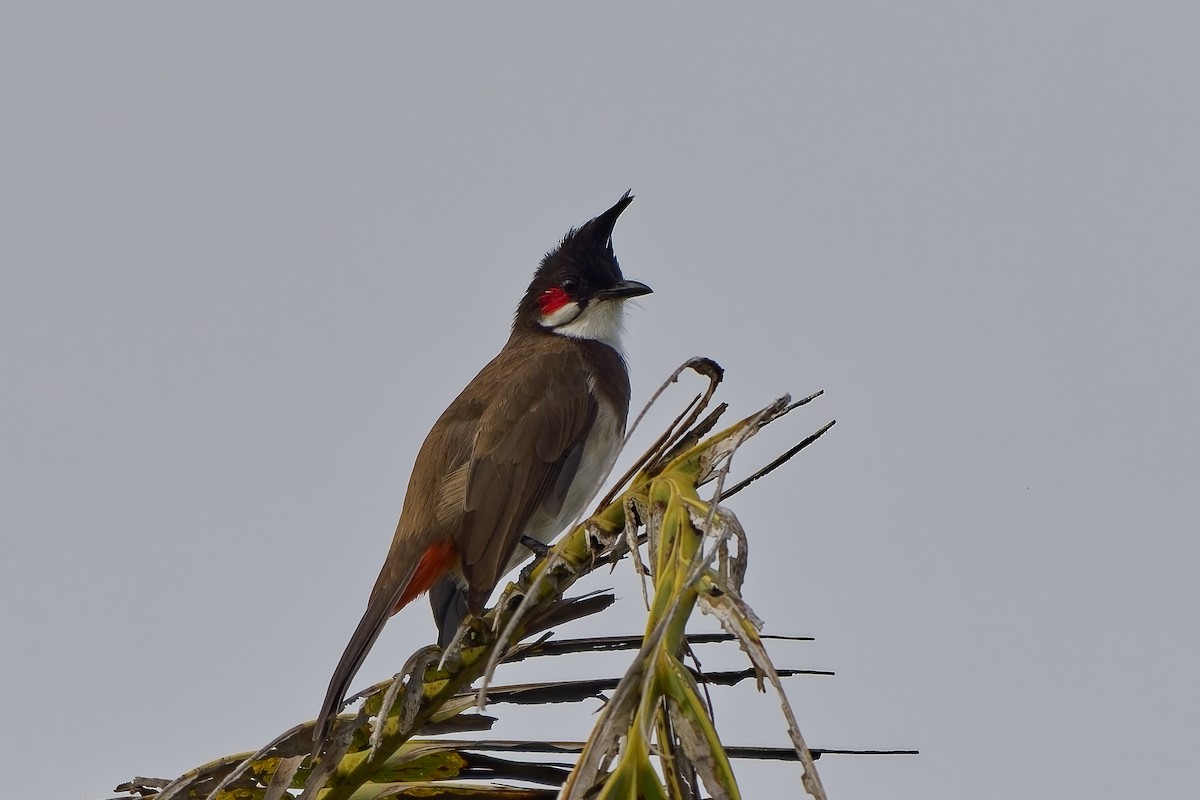 Красноухий бюльбюль - ML645097265