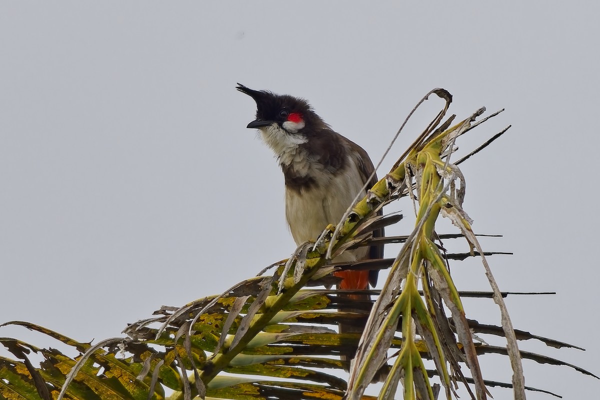 Красноухий бюльбюль - ML645097266