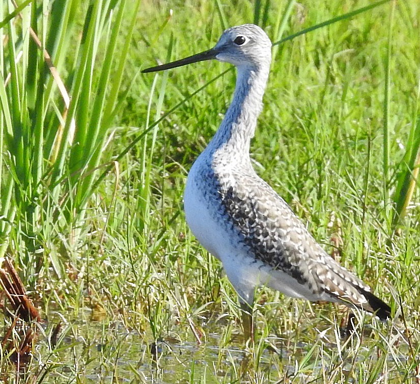 Пёстрый улит - ML645097267