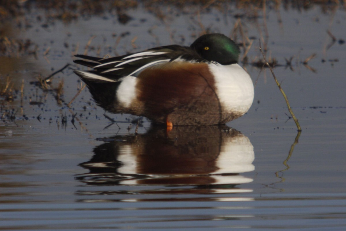 Löffelente - ML645097278