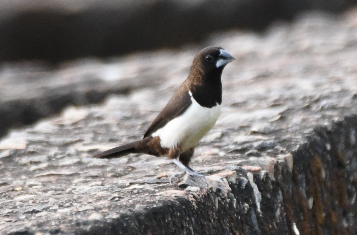 Spitzschwanz-Bronzemännchen - ML645097281