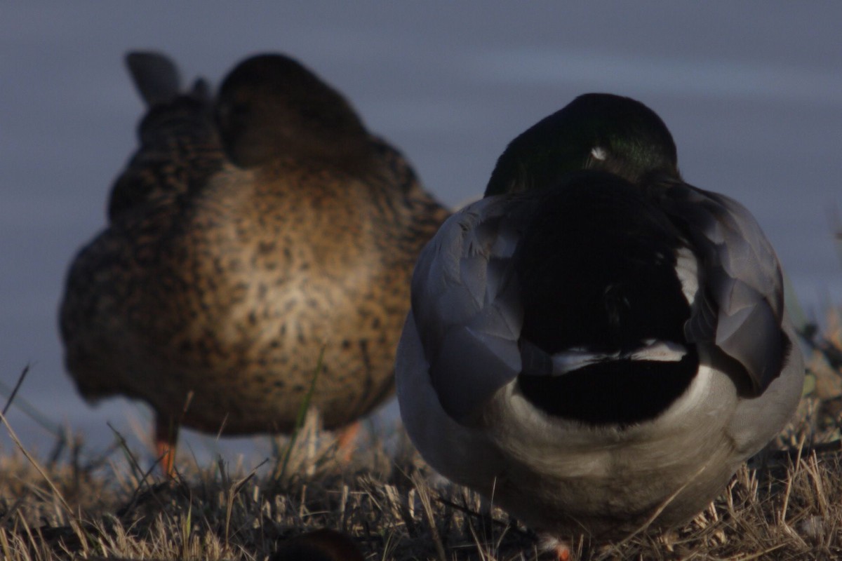 Stockente - ML645097282