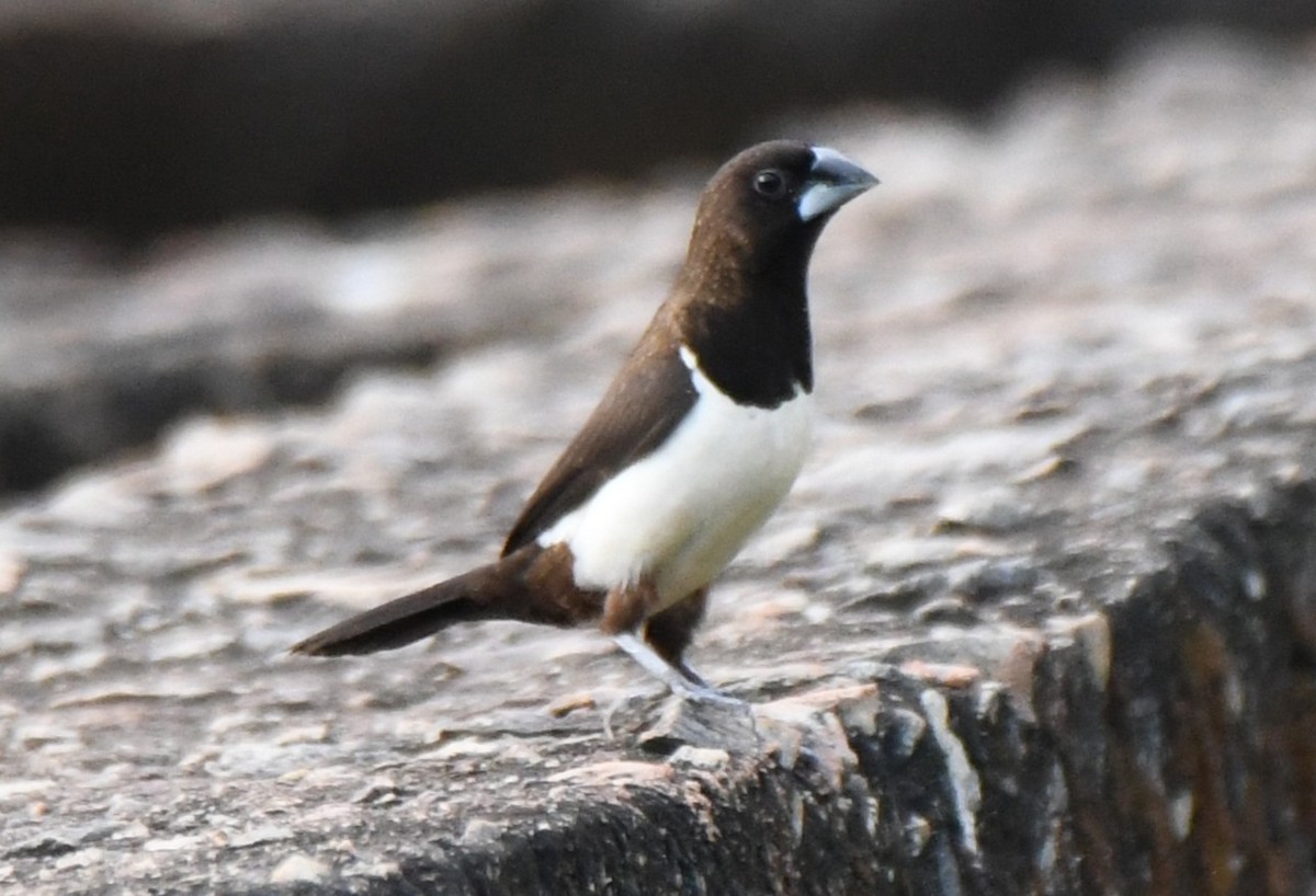 Spitzschwanz-Bronzemännchen - ML645097283