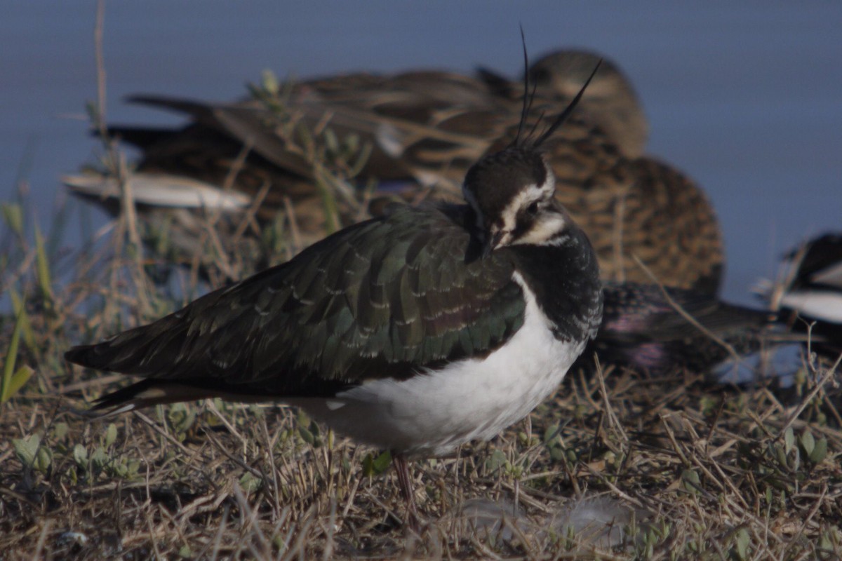 Kiebitz - ML645097284