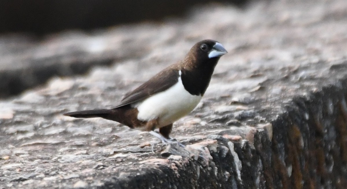 Spitzschwanz-Bronzemännchen - ML645097285