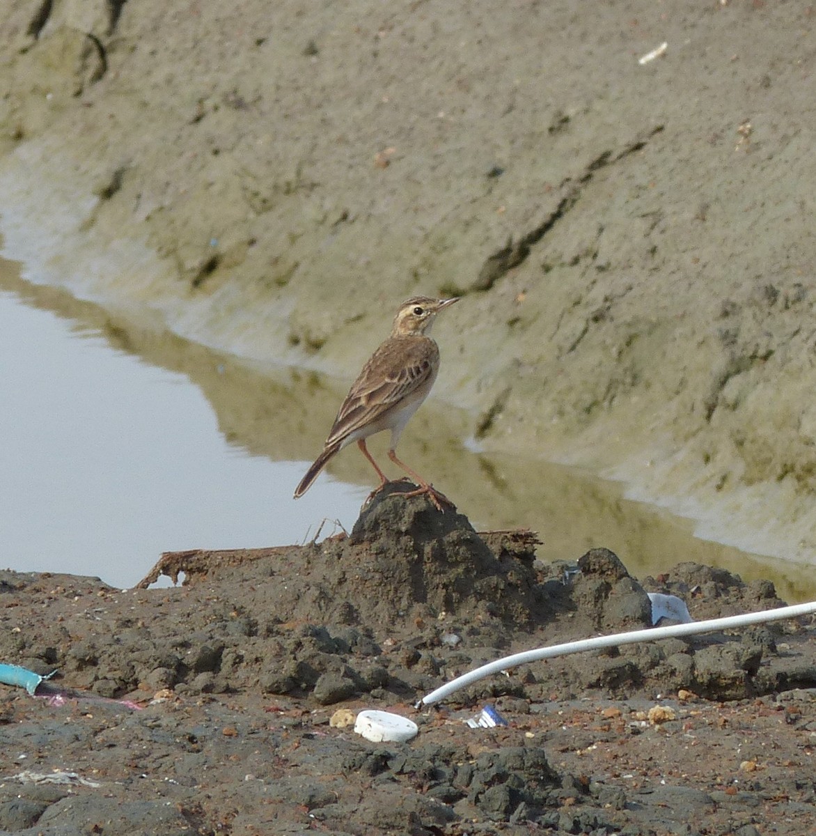 Orientspornpieper - ML645097287