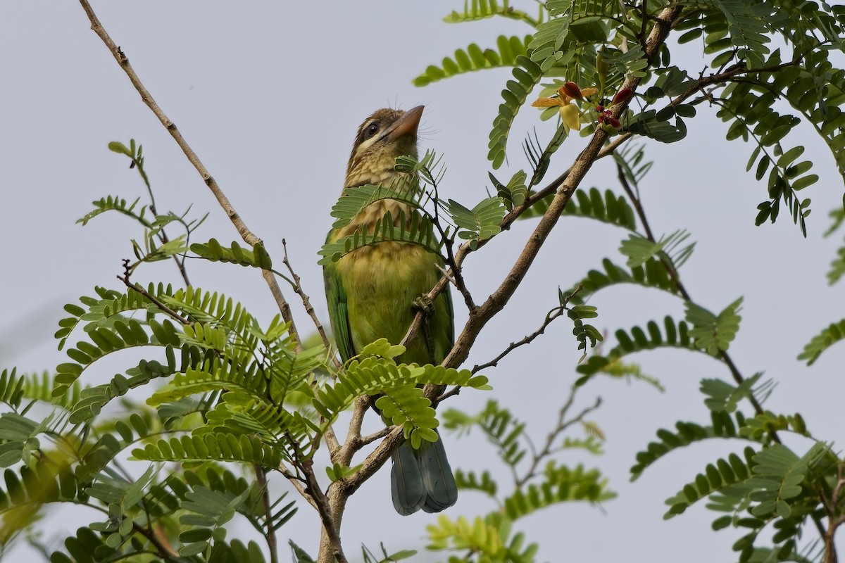 Grünbartvogel - ML645097288