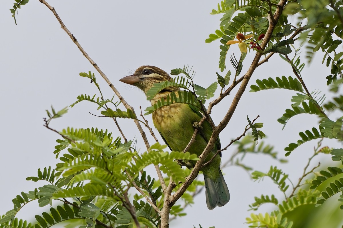 Grünbartvogel - ML645097289