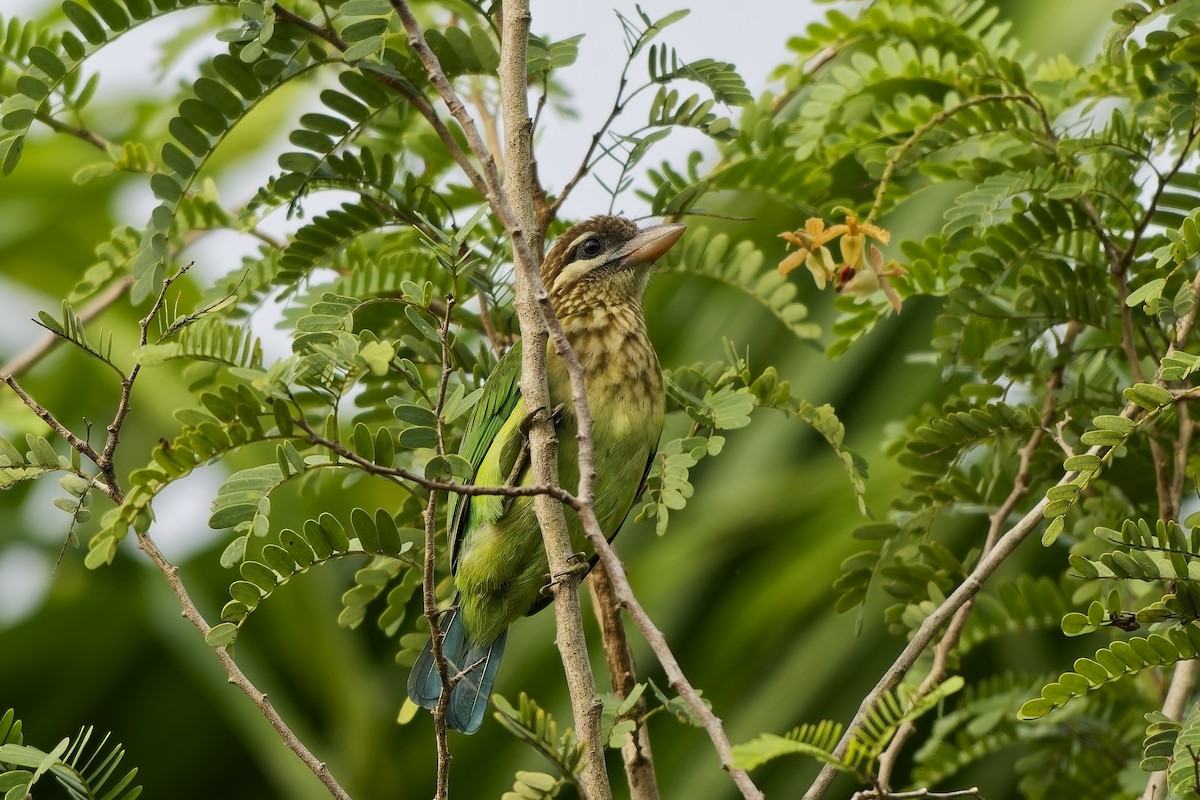 Grünbartvogel - ML645097290