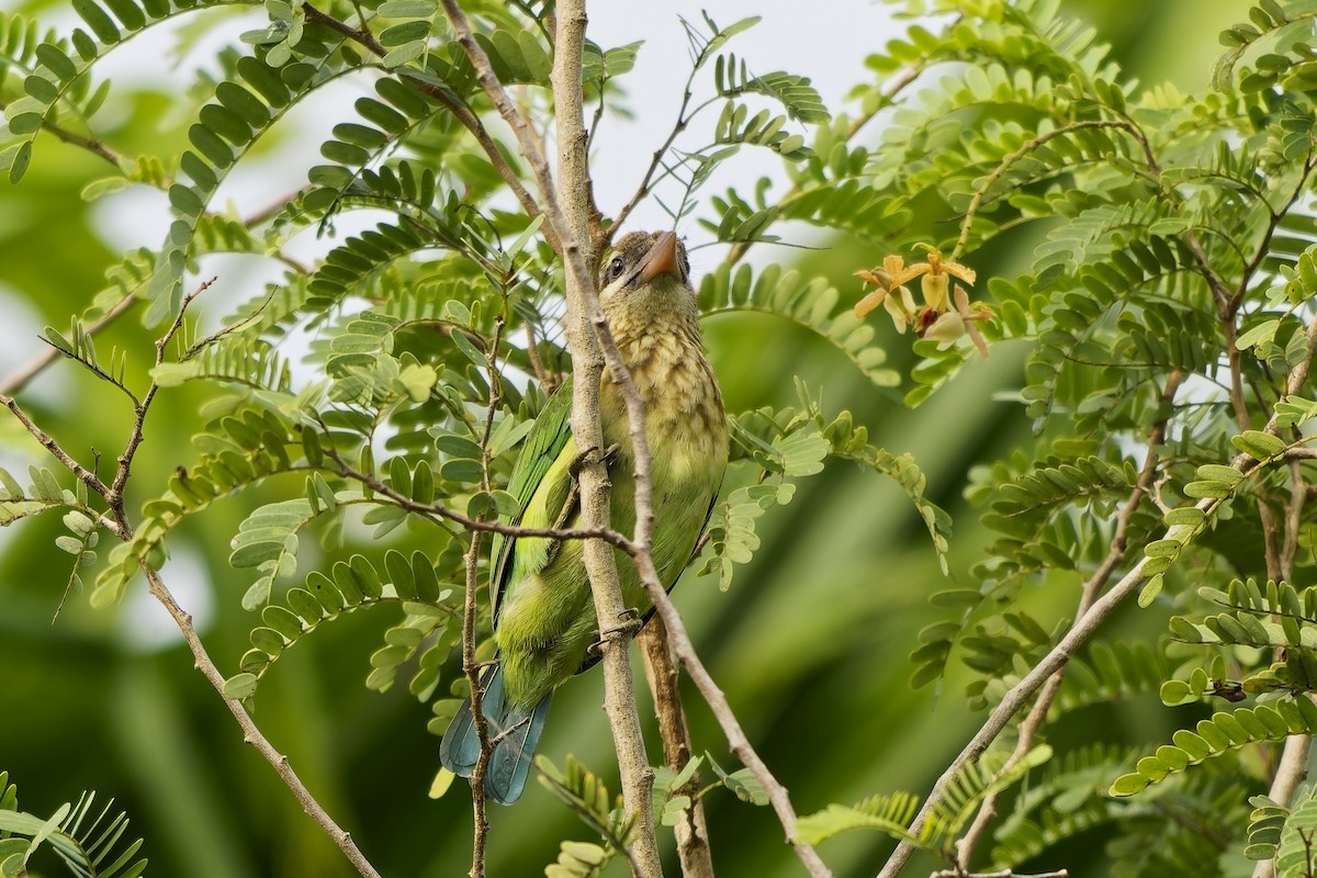 Grünbartvogel - ML645097291