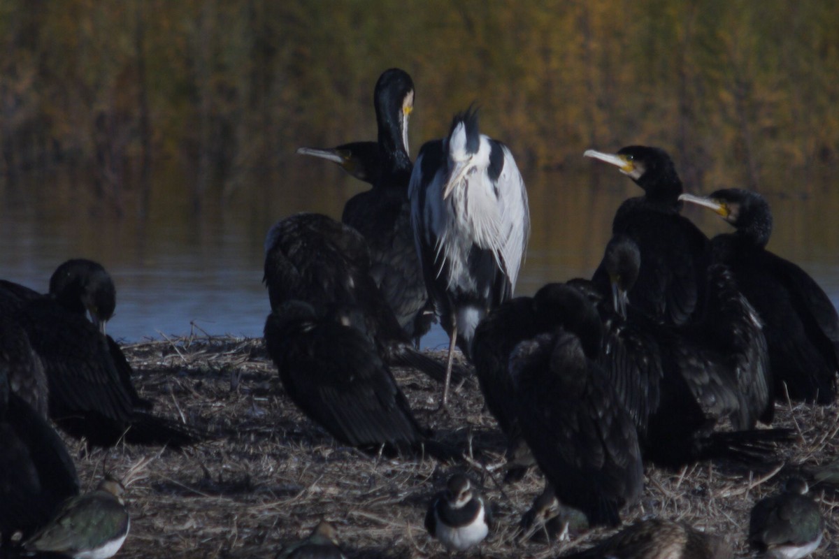 Kormoran - ML645097293