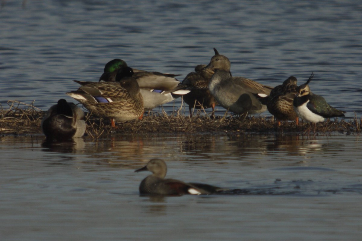Canard chipeau - ML645097297