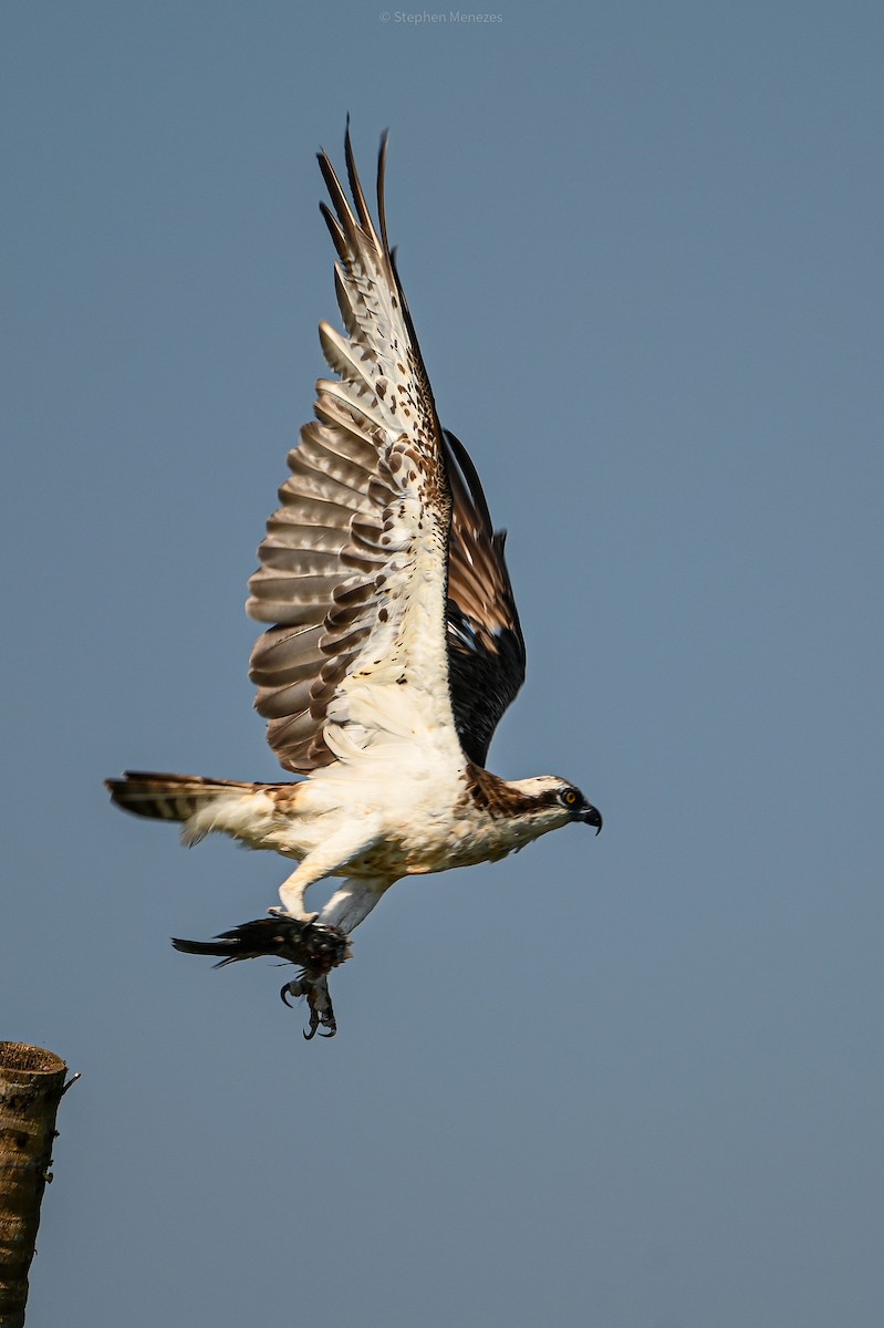 Fischadler - ML645097298