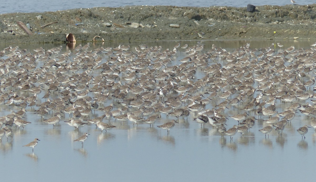 Anadyrknutt - ML645097301