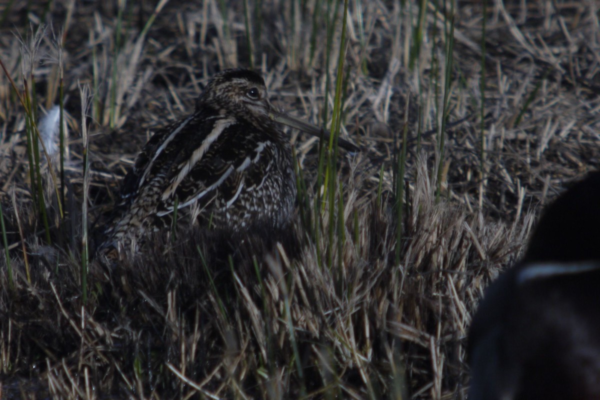 Bekassine - ML645097304