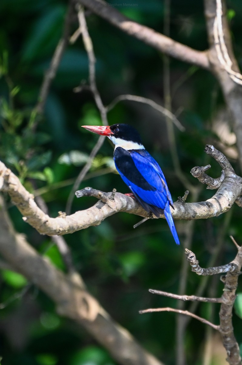 Kappenliest - ML645097305