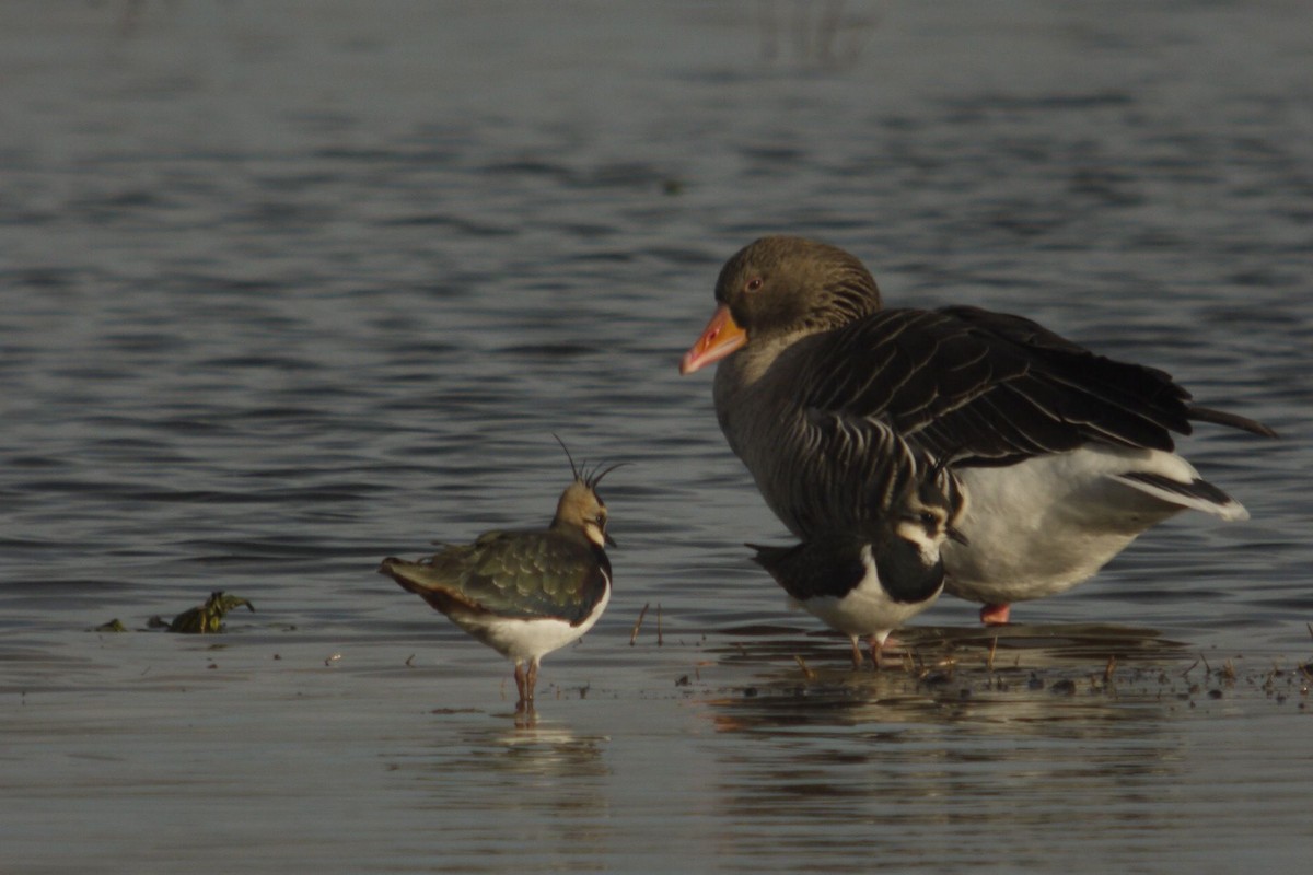 Kiebitz - ML645097306