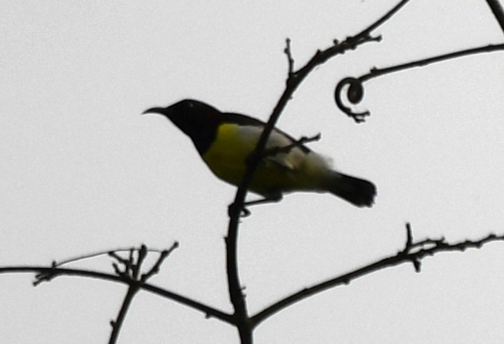 Indiennektarvogel - ML645097313