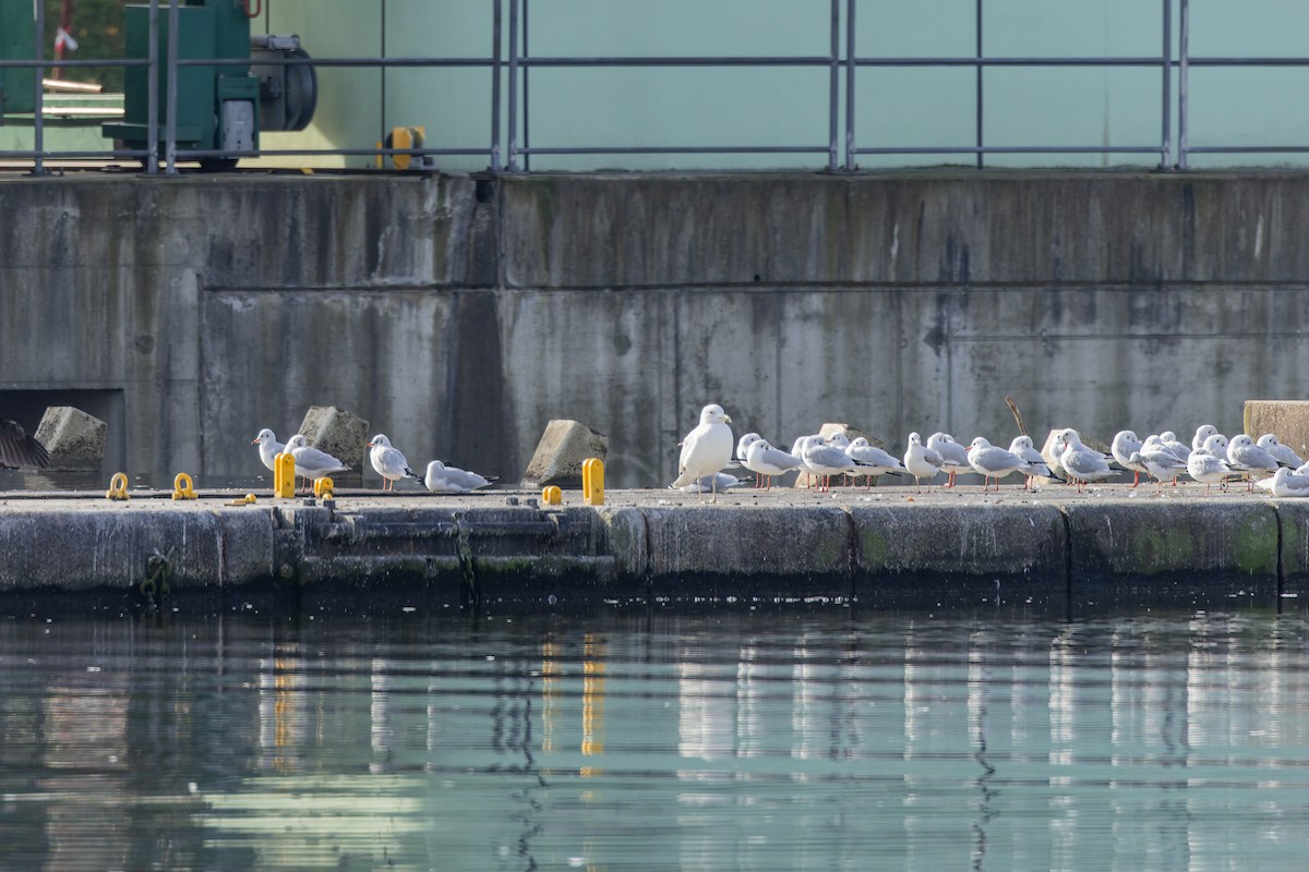 Lachmöwe - ML645097314