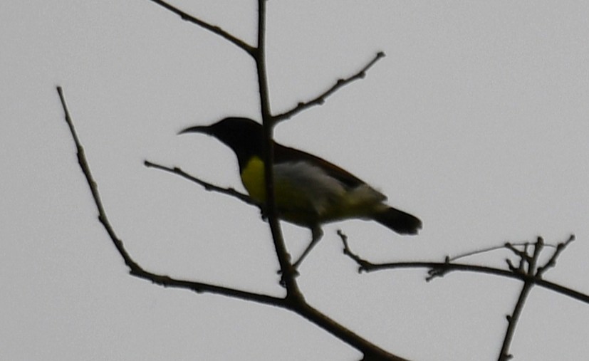 Indiennektarvogel - ML645097315