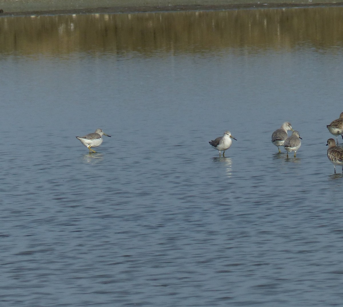 Tüpfelgrünschenkel - ML645097316