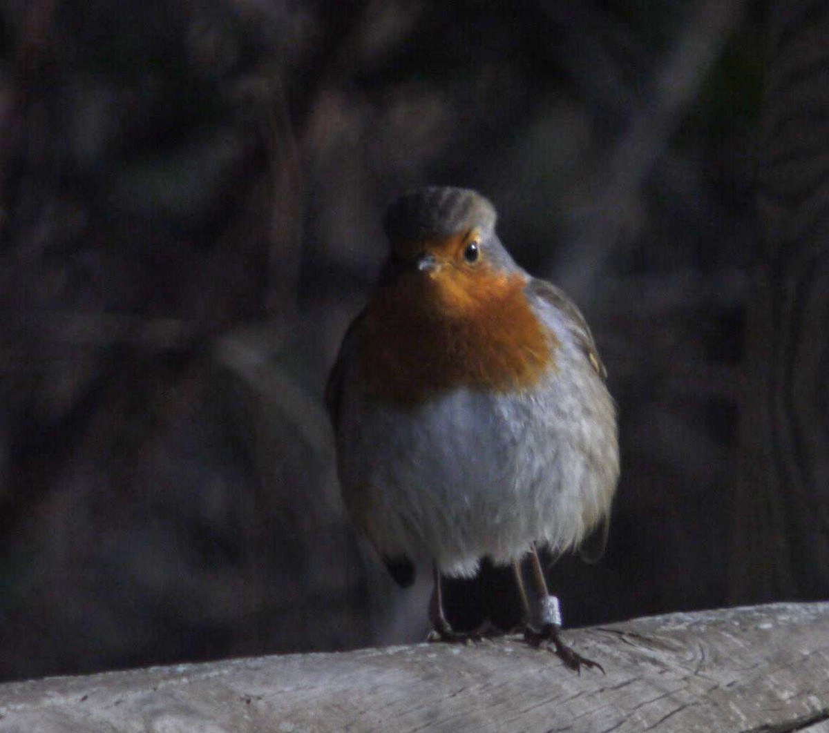 Rotkehlchen - ML645097317