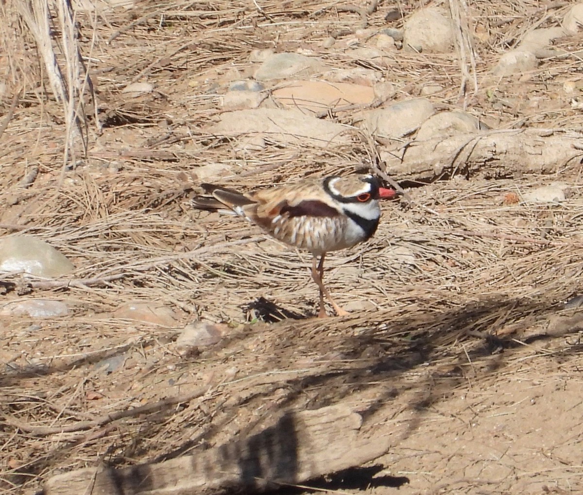 Schwarzstirn-Regenpfeifer - ML645097318