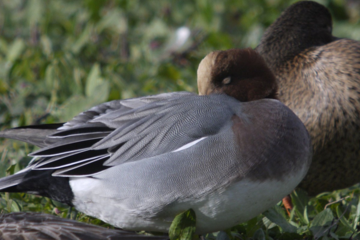 Pfeifente - ML645097320