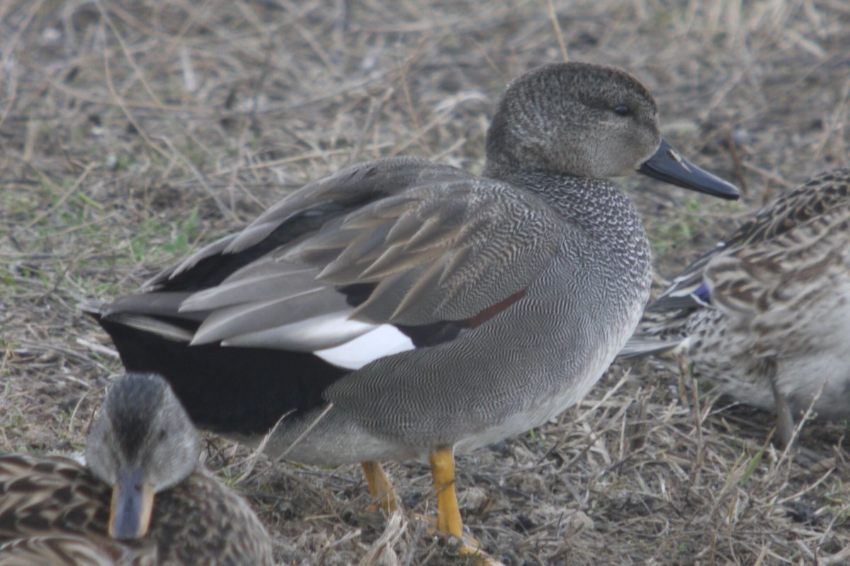 Canard chipeau - ML645097325