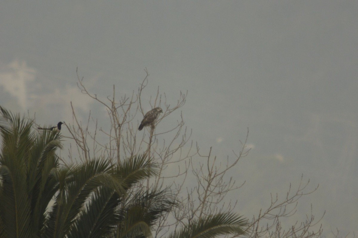 Schnatterente - ML645097326