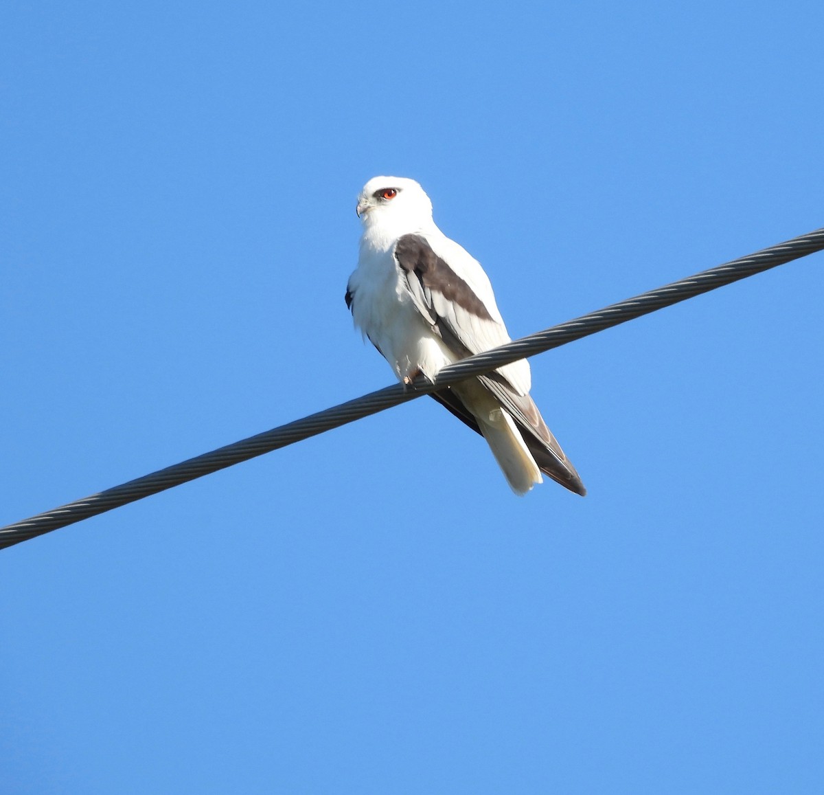 Black-shouldered Kite - ML645097329