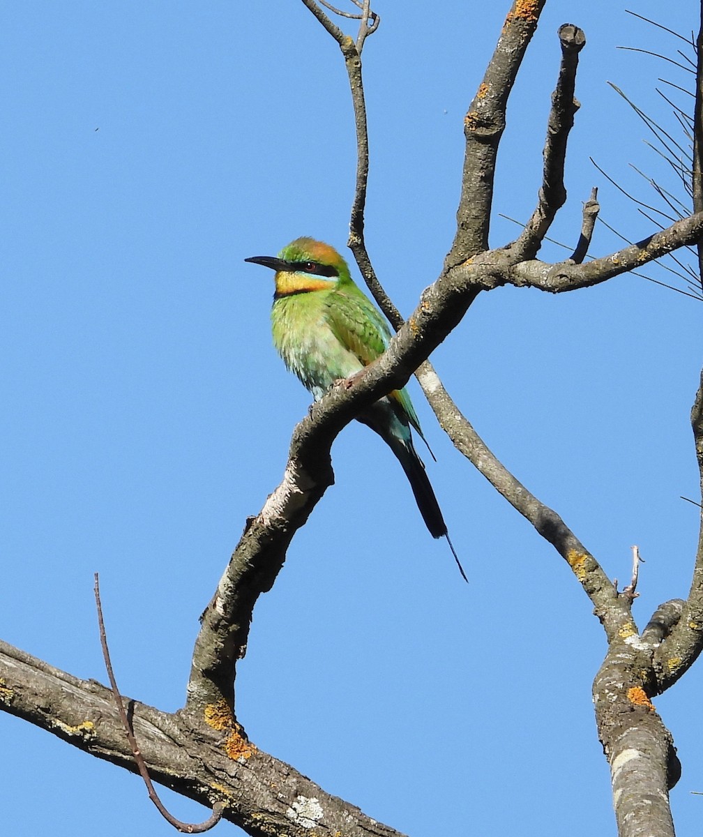 Rainbow Bee-eater - ML645097332