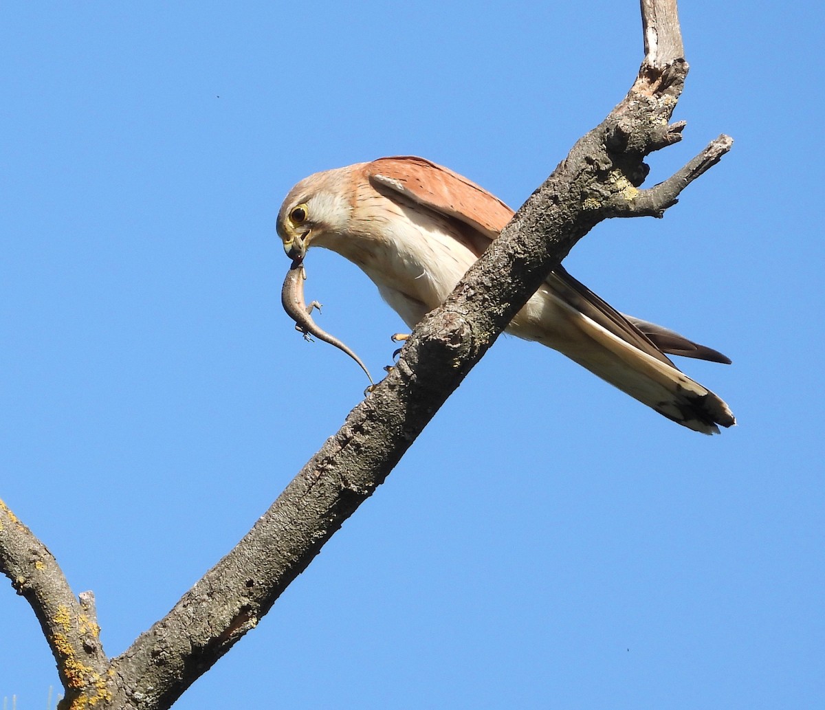 Nankeen Kestrel - ML645097340