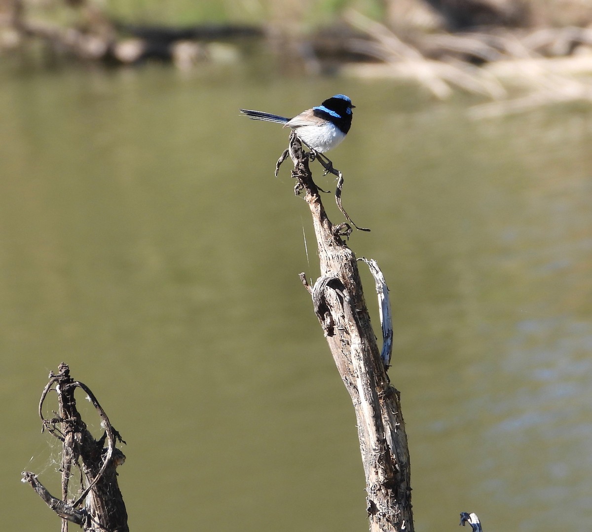 Superb Fairywren - ML645097344