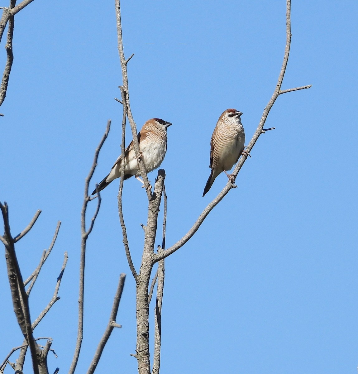 Plum-headed Finch - ML645097351