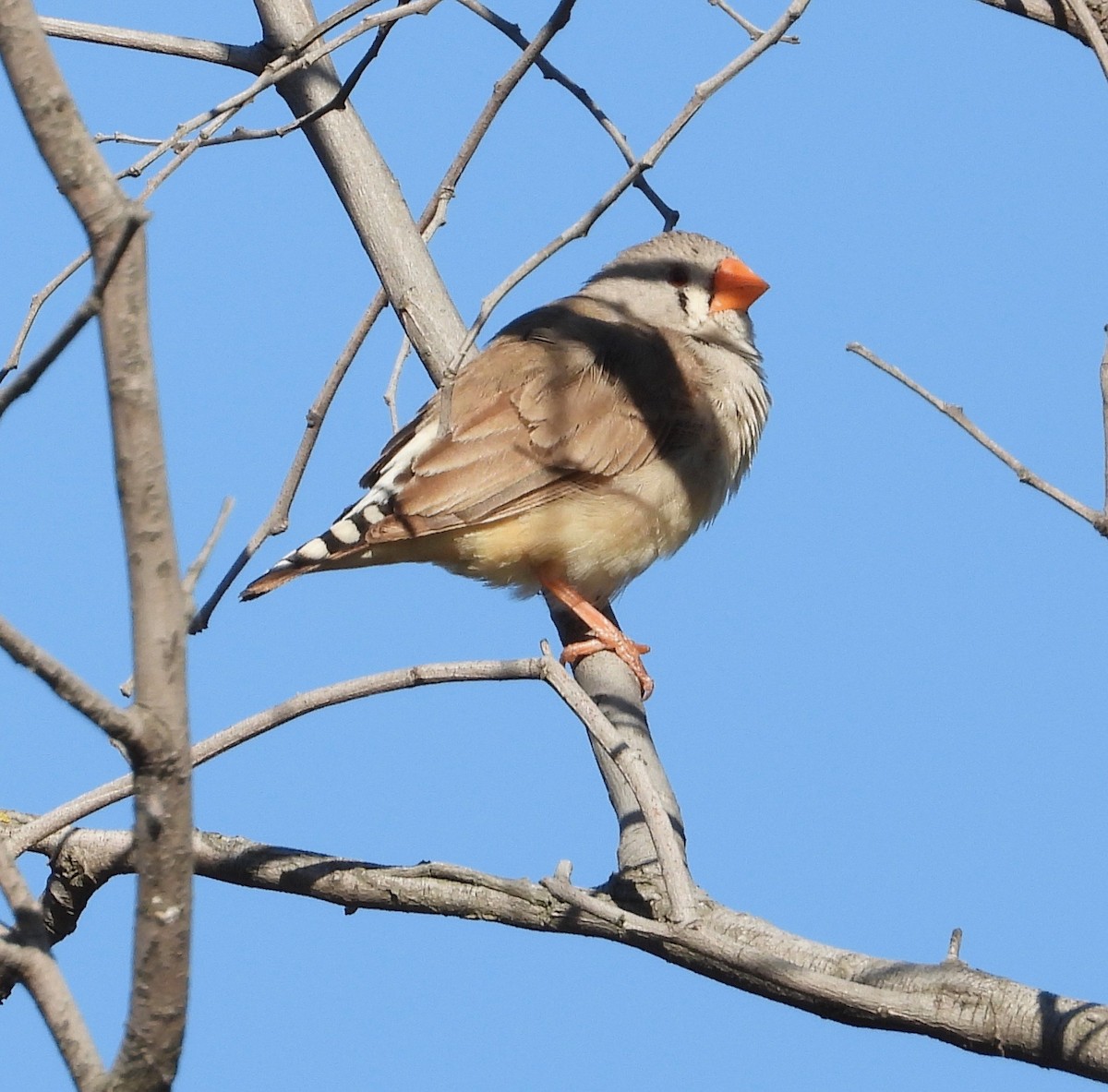 Zebra Finch (Australian) - ML645097354