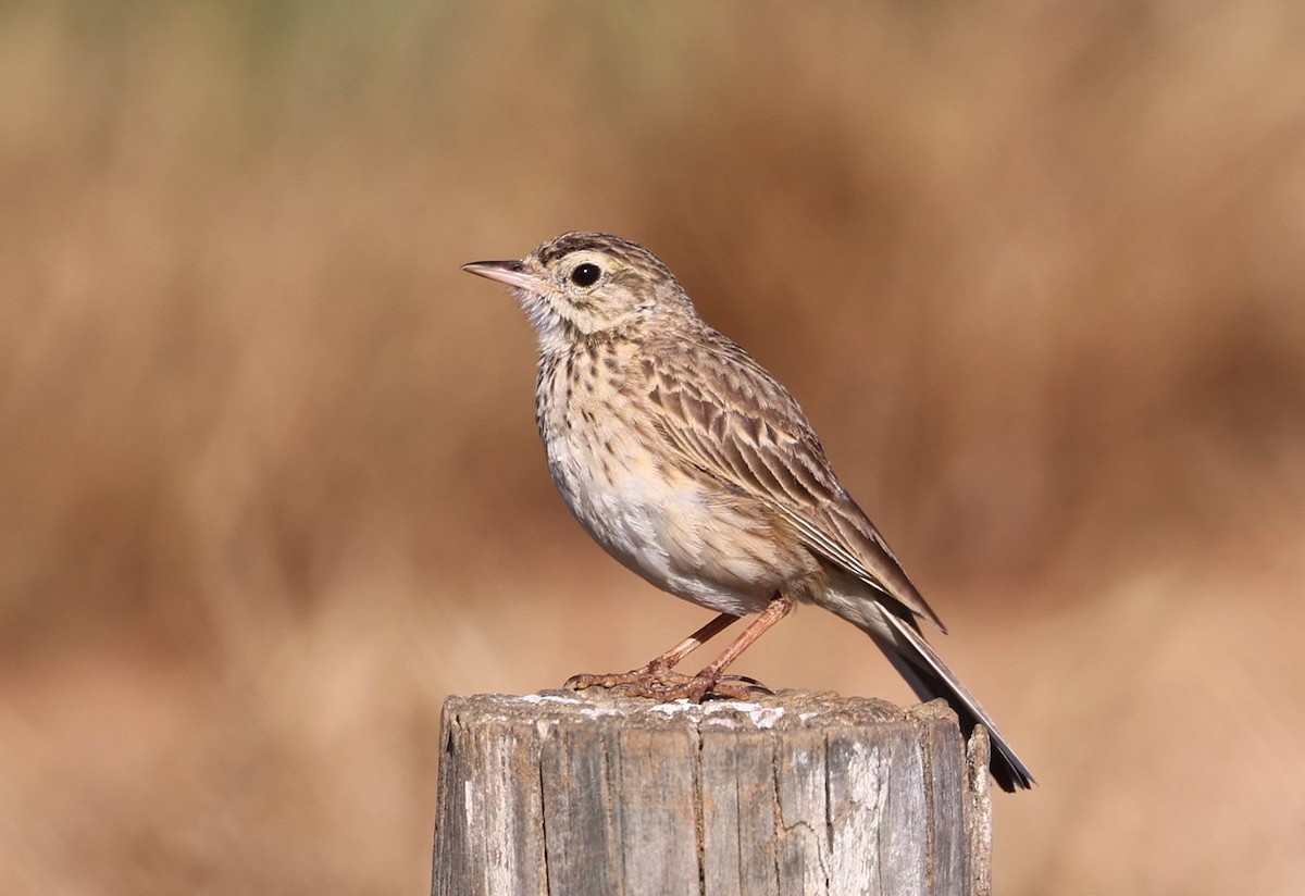 Australian Pipit - ML645097360