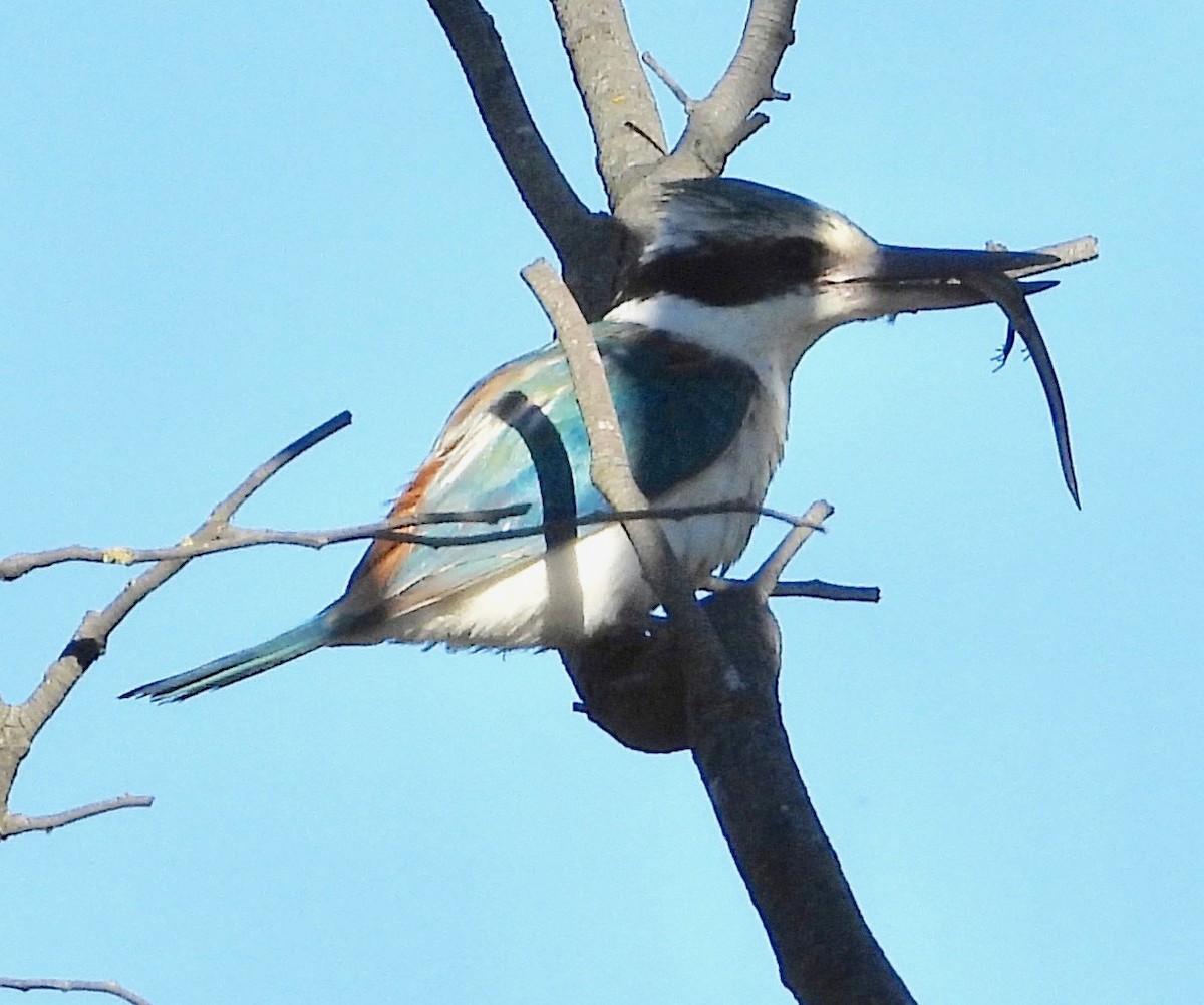 Rotbürzelliest - ML645097364