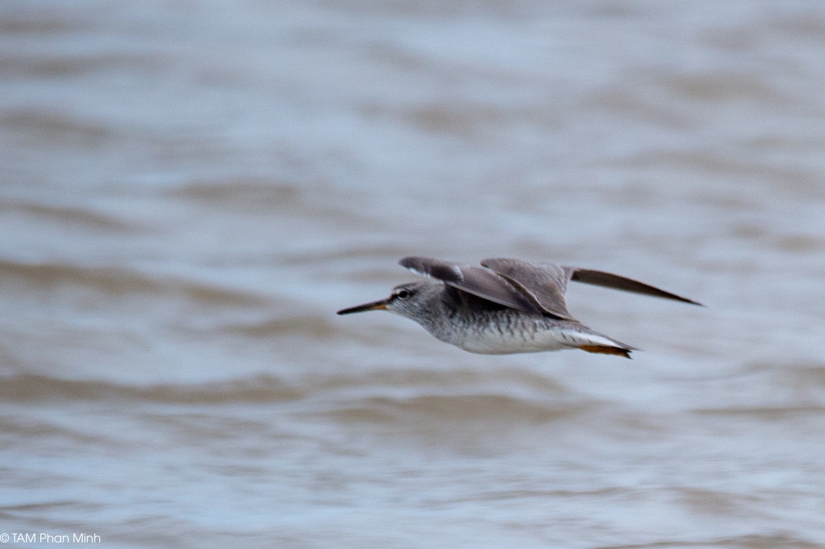 Gray-tailed Tattler - ML645097379